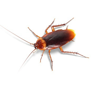 Pest Value pest control services. Cockroaches.