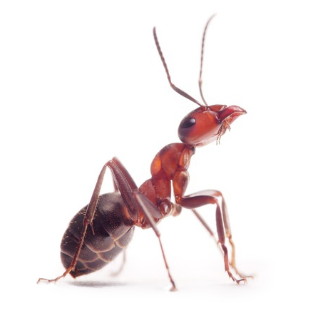 Pest Value pest control services. Ants.