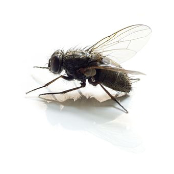 Pest Value pest control services. Flies.
