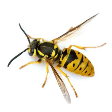 Pest Value pest control services. Wasps and bees.