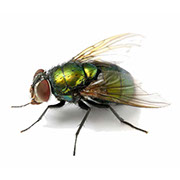 Pest Xpress. Images of flies.