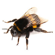 Pest Xpress. Images of wasps, bees and hornets.